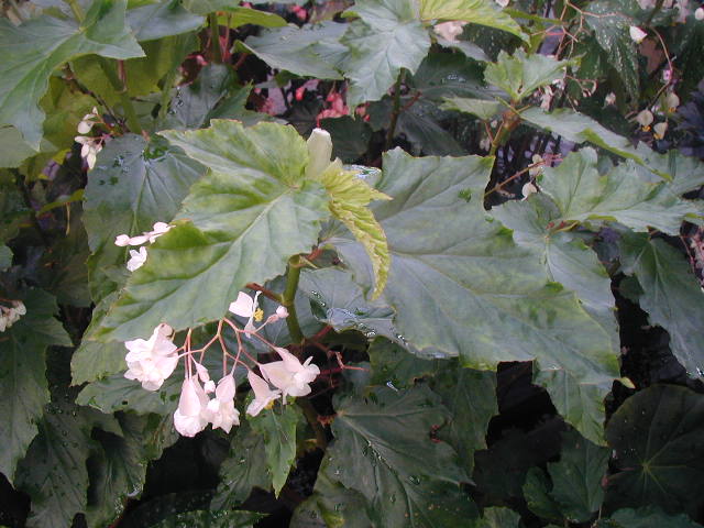 B. ‘Alice Milleken’